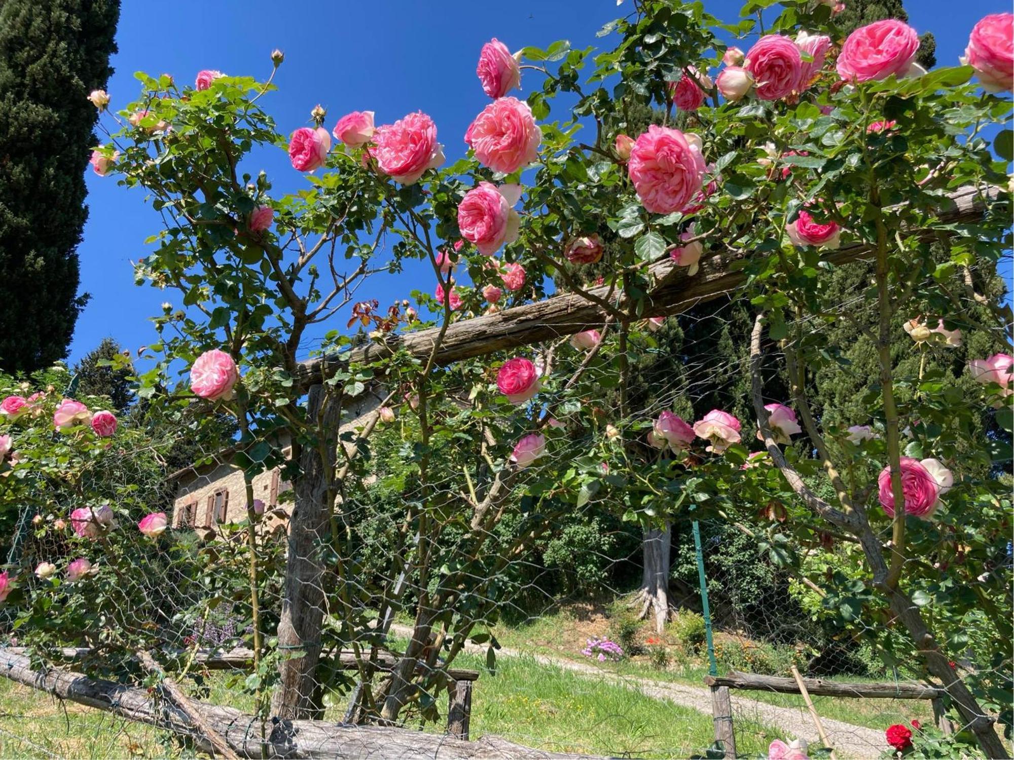 Agriturismo Il Caio Cetona Luaran gambar