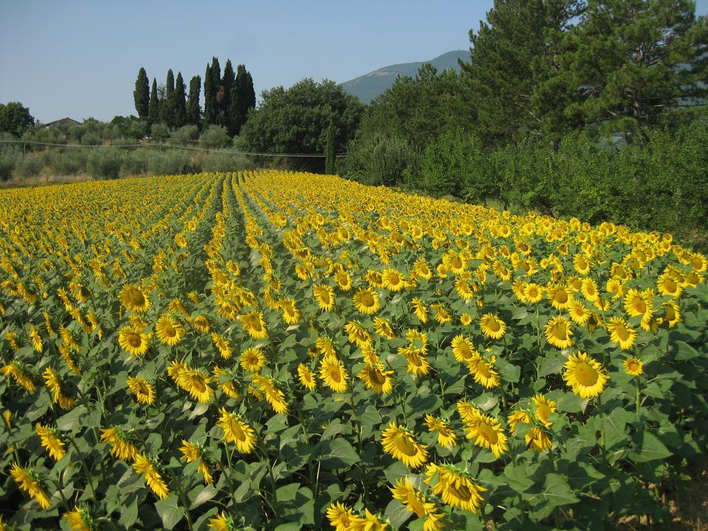 Agriturismo Il Caio Cetona Luaran gambar